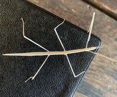 Parabacillus hesperus