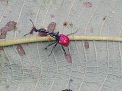 Trachelophorus giraffa