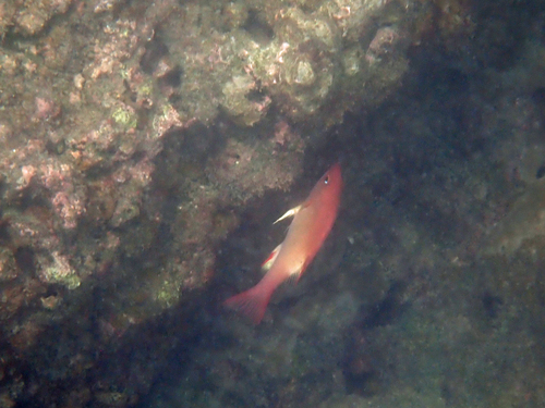 Bodianus neilli observed 2025-03-20