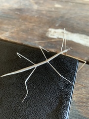 Parabacillus hesperus