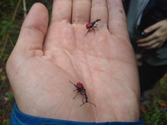Trachelophorus giraffa