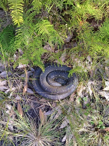 Diamond Python sighting