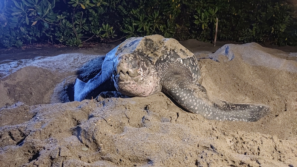 Penyu Belimbing (Dermochelys coriacea)