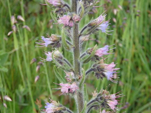 Violet-vein Viper's-bugloss