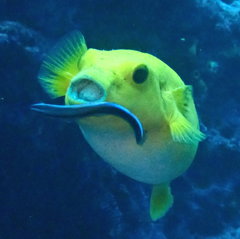Cymothoa pulchrum