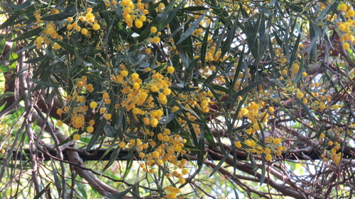 Acacia retinodes, photographed by an iNaturalist contributor