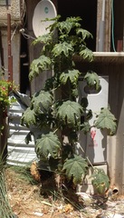Ricinus communis