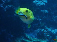 Cymothoa pulchrum