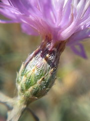 Centaurea odessana