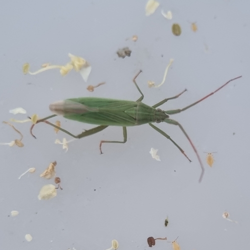 Two-spined Grass Bug, 1792 BE Oudeschild, Nederland, photo 6 of 10