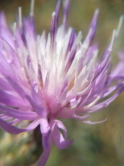 Centaurea odessana