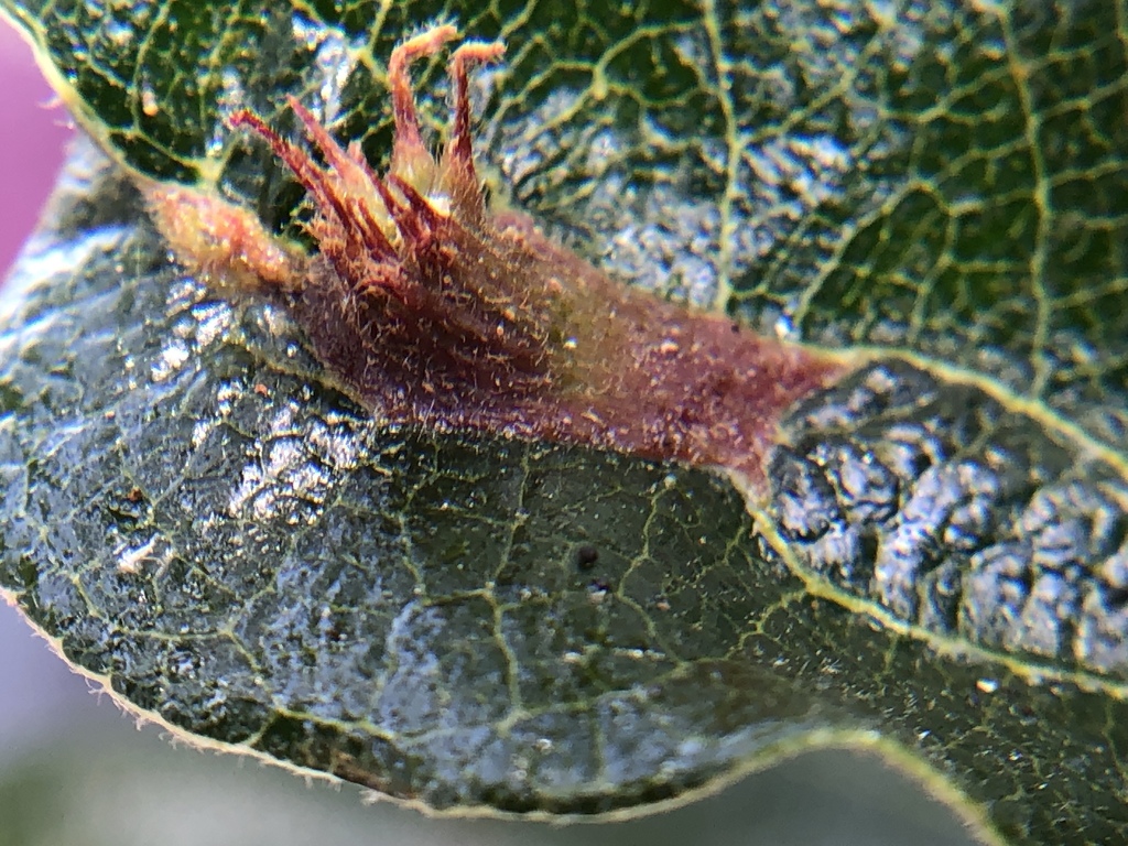 Fimbriate Gall Wasp
