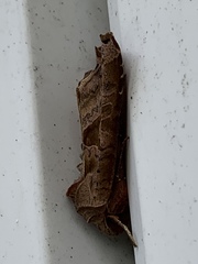Phlogophora