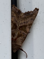 Phlogophora