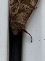 Phlogophora