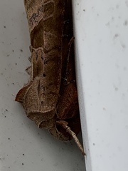 Phlogophora
