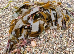 Laminariaceae