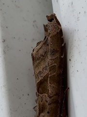 Phlogophora