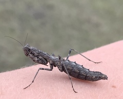 Litaneutria skinneri