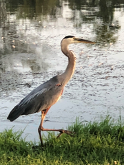 Ardea herodias