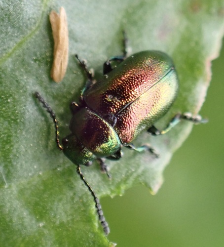 Green Dock Beetle, Uiterwaarden Lek, Lexmond, Utrecht, NL, photo 7 of 10