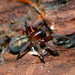 Callobius - Photo (c) Steve Lew, algunos derechos reservados (CC BY-NC-SA)
