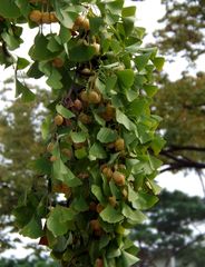 Ginkgo biloba