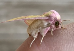 Psectrotarsia suavis