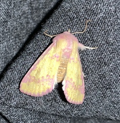 Psectrotarsia suavis