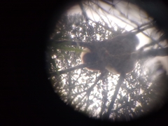 Propithecus edwardsi