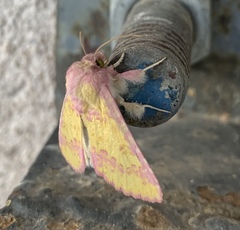 Psectrotarsia suavis