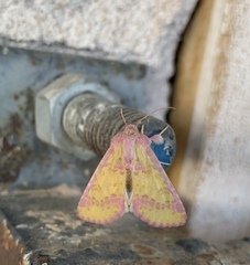 Psectrotarsia suavis