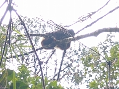 Propithecus edwardsi