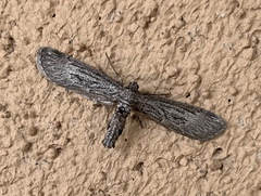 Glaucina interruptaria