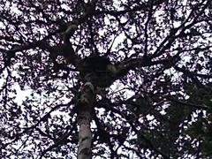 Propithecus edwardsi