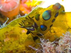 スルガリュウグウウミウシ