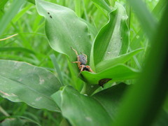 Trachelopachys