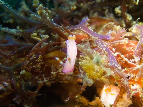 Southern Rainbow Dorid