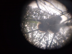 Propithecus edwardsi