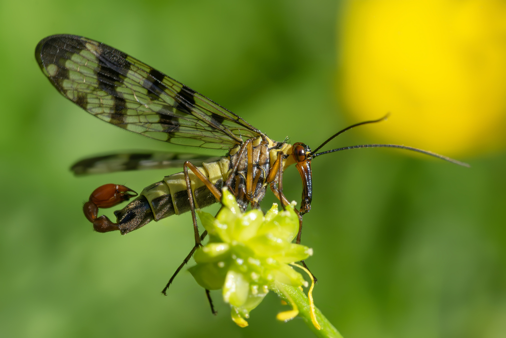 Panorpa meridionalis