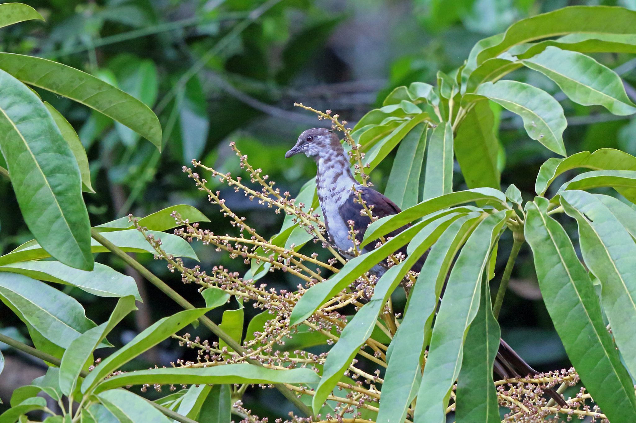 Great Cuckoo-Dove (Reinwardtoena reinwardti), photo 7