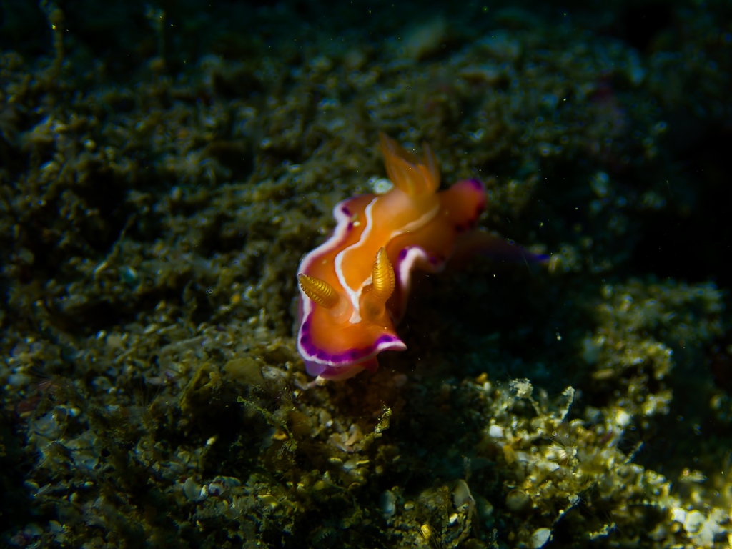 Verconia alboannulata
