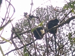 Propithecus edwardsi