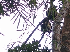 Propithecus edwardsi