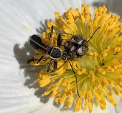 Chauliognathus opacus