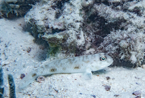 Goby (Acentrogobius nebulosus) — Gobiidae — 4