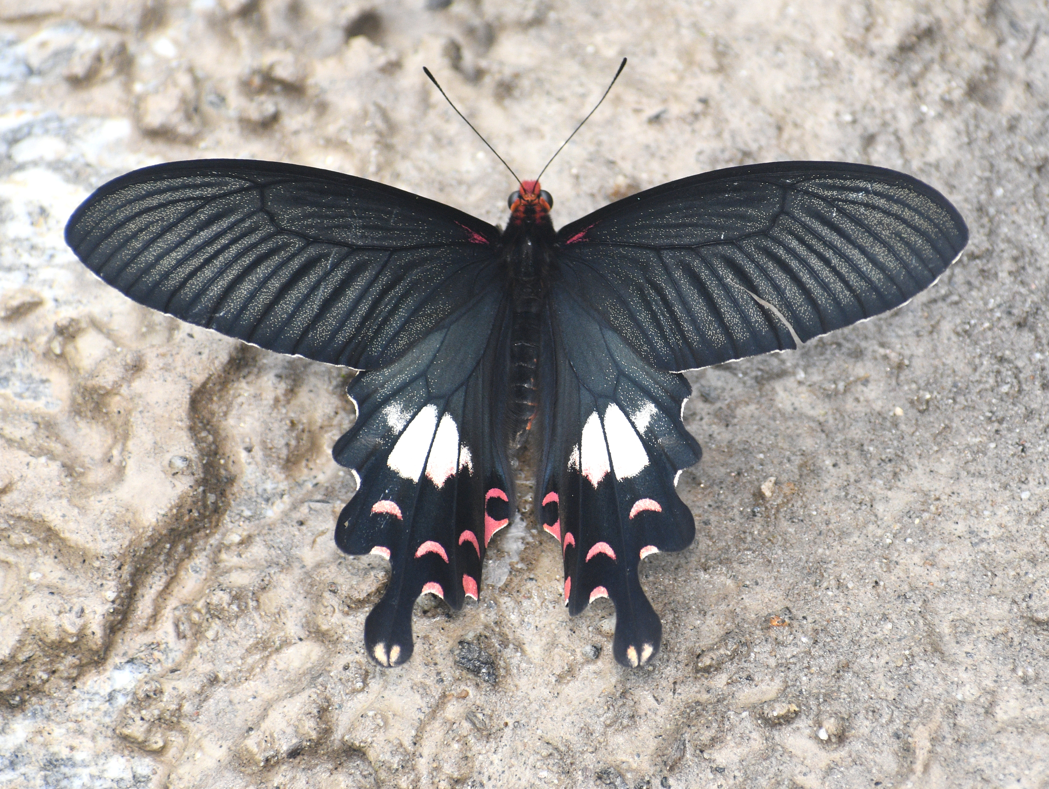Red-Banded Mormon