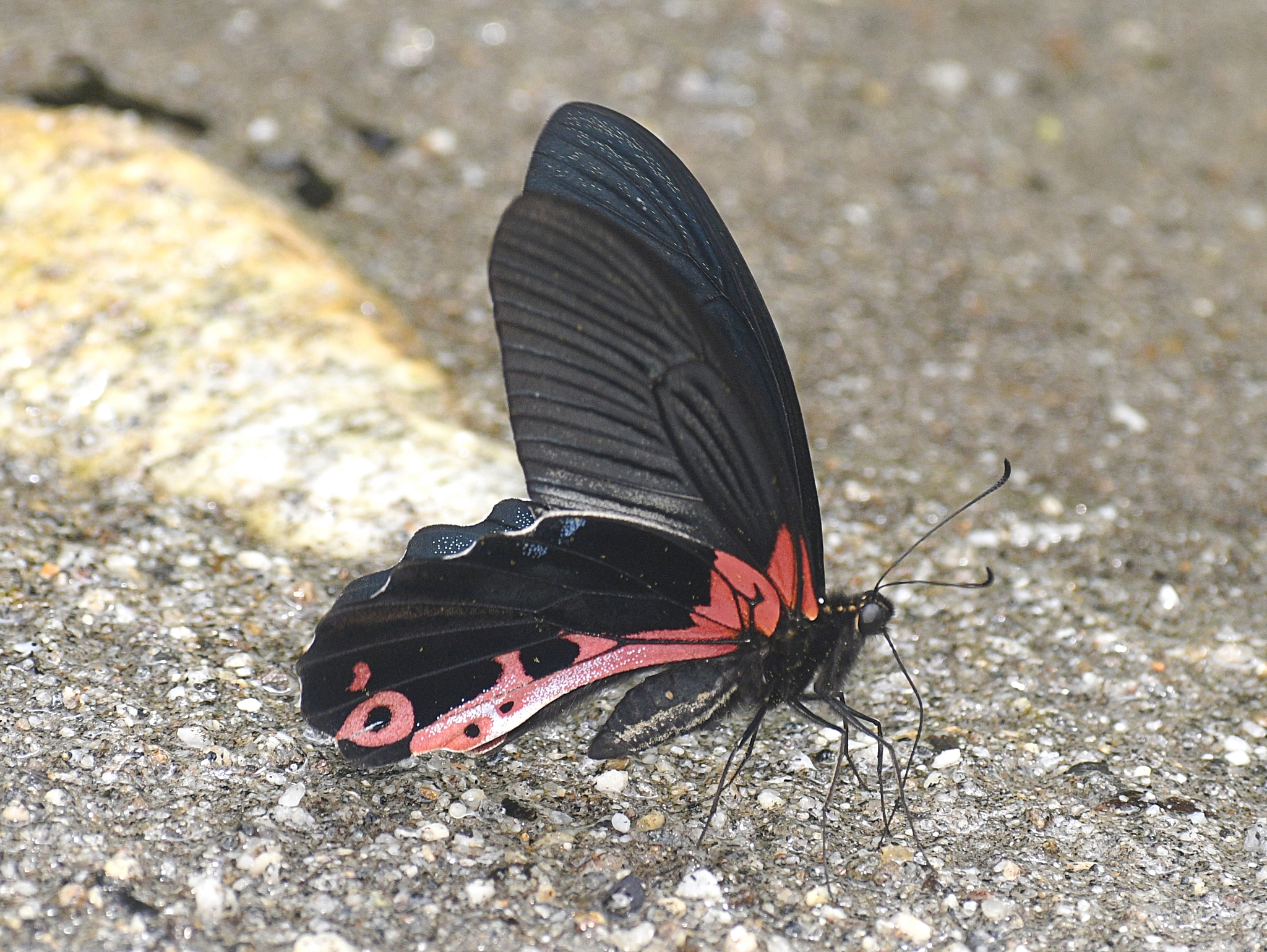 Red-Breasted Mormon
