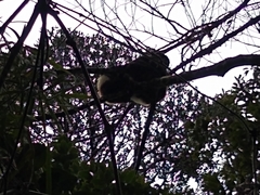 Propithecus edwardsi