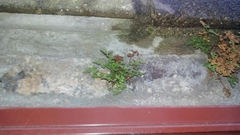 Asplenium ruta-muraria
